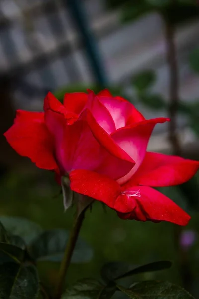 Een Vertikale Close Van Een Rode Rose Bloem Groeiend Binnen — Stockfoto