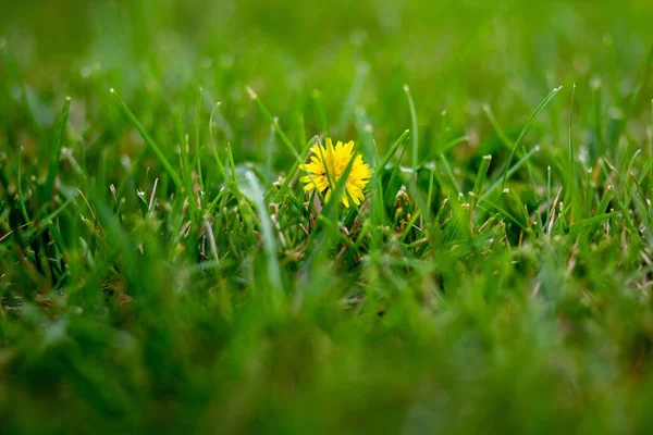 Enfoque Selectivo Flor Diente León Amarillo Entre Hierba Verde Fresca — Foto de Stock