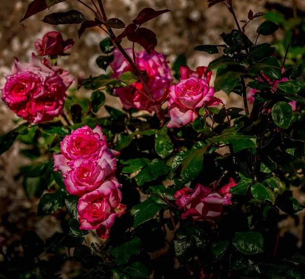 Egy Közeli Kép Rózsaszín Rózsákból Amik Virágoznak Kertben — Stock Fotó