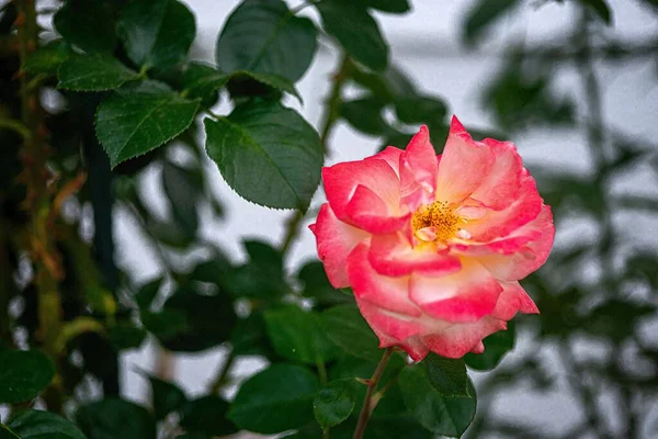 Eine Flache Fokusaufnahme Von Rosa Chinarose Garten — Stockfoto