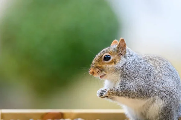 Closeup Eastern Gray Squirrel Blurred Background — Stock Photo, Image