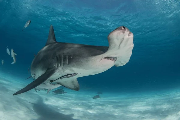 Tiburón Jorobado Nadando Buscando Comida Bajo Agua — Foto de Stock