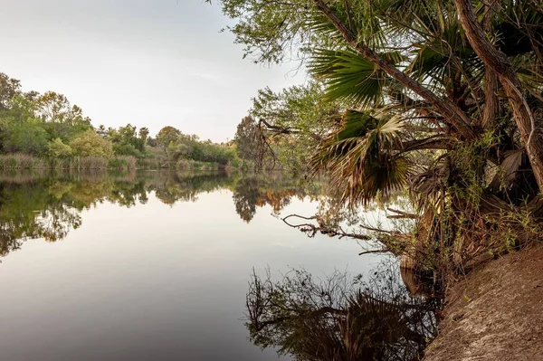 Une Vue Panoramique Lac Entouré Plantes Arbres Verts — Photo