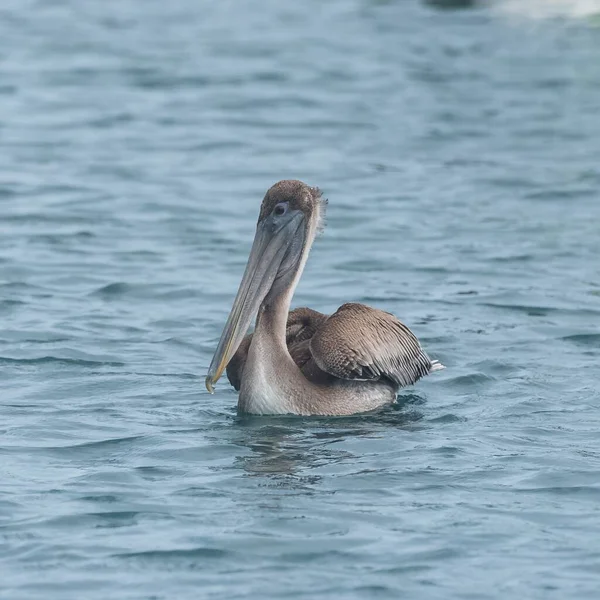 Pouso Aves Pelicanas Natação Superfície Água Guadalupe — Fotografia de Stock