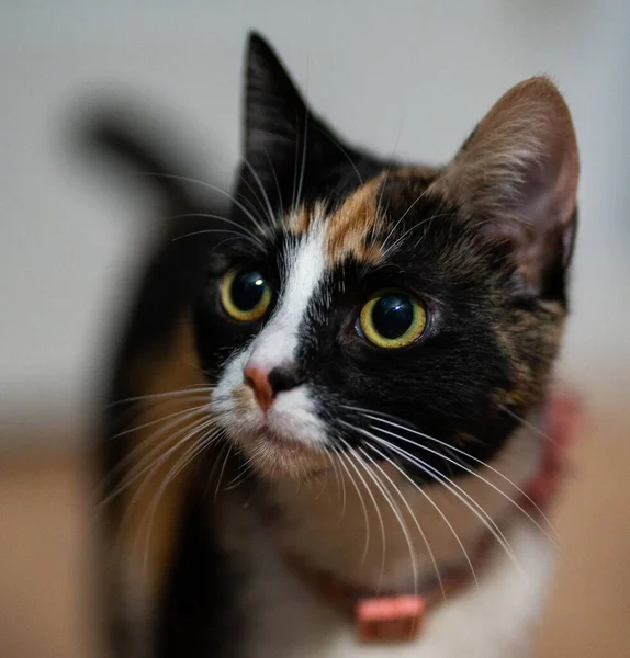 Nahaufnahme Einer Calico Katze Auf Dem Verschwommenen Hintergrund — Stockfoto