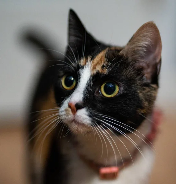 Primer Plano Gato Calico Fondo Borroso — Foto de Stock