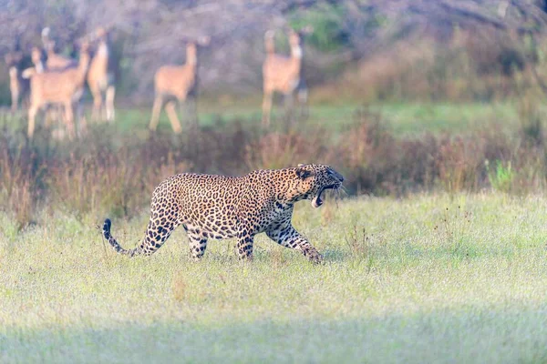 Leopardo Selvaggio Dello Sri Lanka Caccia Della Sua Preda Nel — Foto Stock