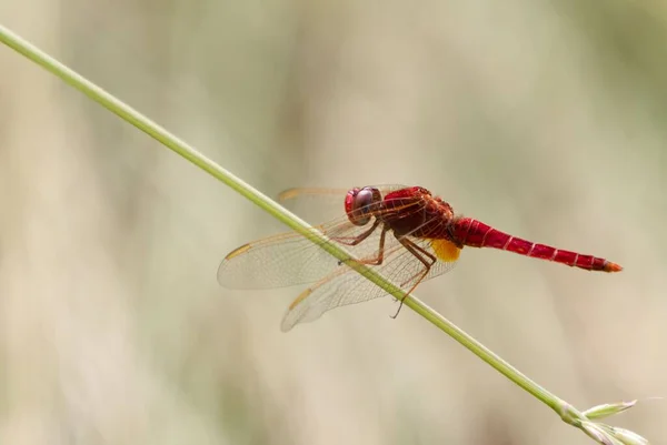 Closeup Red Scarlet Dragonfly Perching Plant Stem — Stock Photo, Image