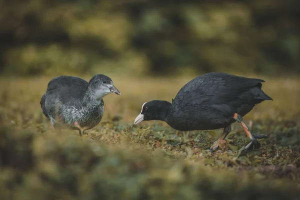 Bir Tarlaya Tünemiş Iki Yavru Ördek Kuşunun Yakın Plan Çekimi — Stok fotoğraf