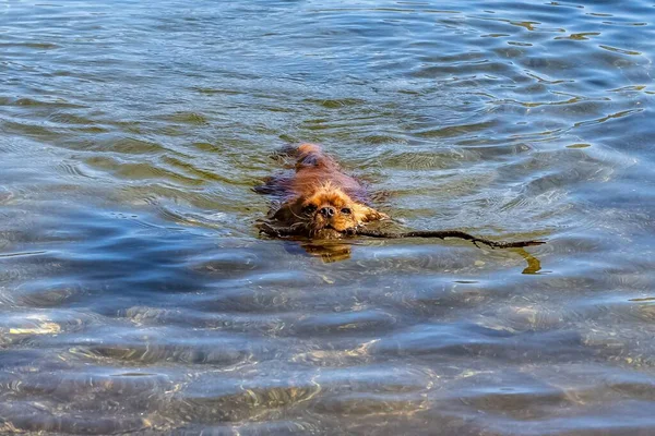 Dog Cavalier King Charles Ruby Puppy Swimming Piece Wood — kuvapankkivalokuva