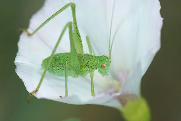 Close Een Nimf Van Groene Sikkel Dragende Bush Cricket Phaneroptera — Stockfoto