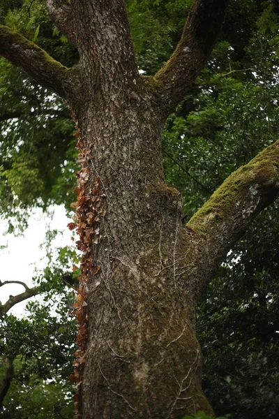 Close Uma Árvore Com Conchas Cigarra — Fotografia de Stock