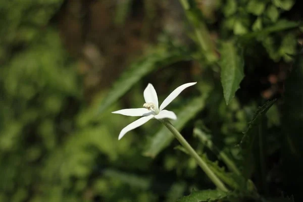 Primo Piano Singolo Ippobroma Bianco Longiflora Con Foglie Verdi Sullo — Foto Stock