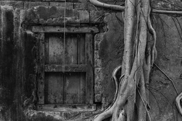 Greyscale Shot Tree Vines Covering Old House — Stock Photo, Image