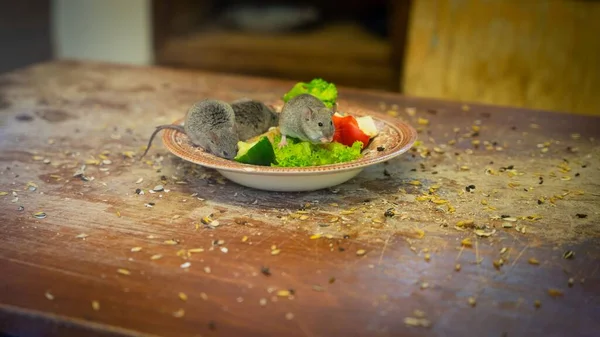 Une Vue Des Rats Dans Une Salade — Photo