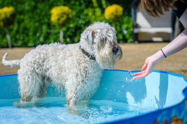 A closeup shot of a soft coated wheaten terrier in a pool