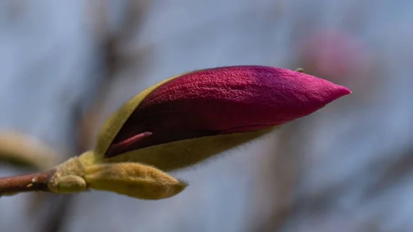 Ένα Κοντινό Πλάνο Ενός Μπουμπούκιού Από Άνθη Μανόλιας — Φωτογραφία Αρχείου