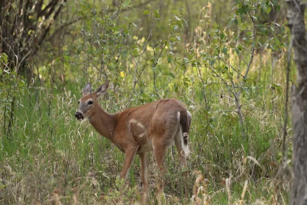 Female White Tailed Deer Grazing Meadow Odocoileus Virginianus — Stock Photo, Image