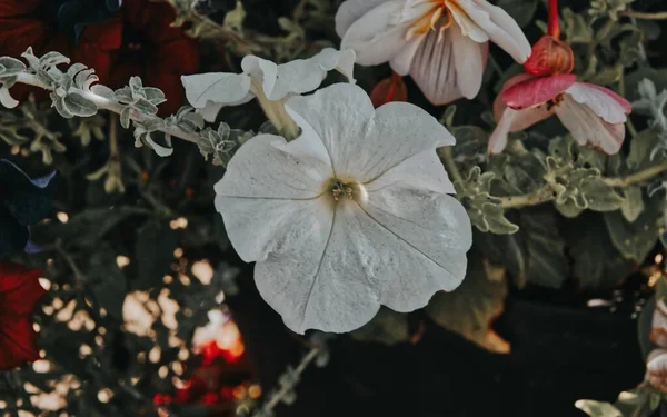 Біла Квітка Влітку Квітуча — стокове фото