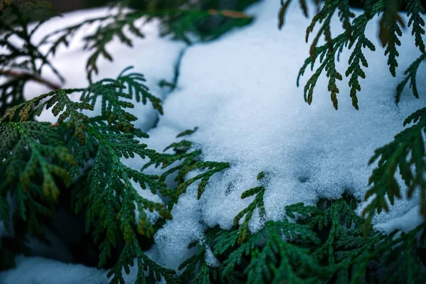 Närbild Gröna Blad Täckta Med Snö Vintern — Stockfoto