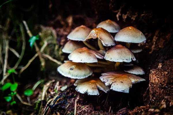 Cluster Mushrooms Growing Wood — Stock Photo, Image