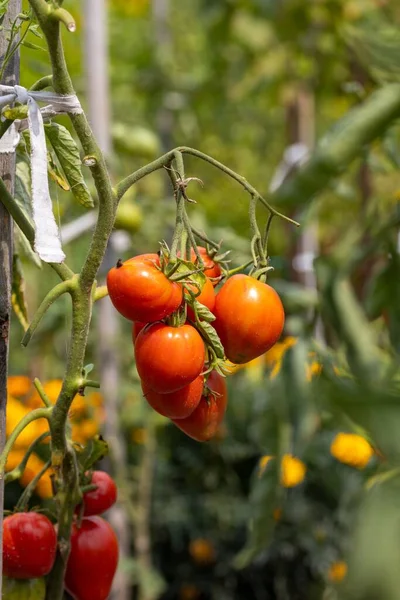 Świeże Naturalne Organiczne Czerwone Zielone Pomidory Krzewie Rosnące Ogrodzie — Zdjęcie stockowe