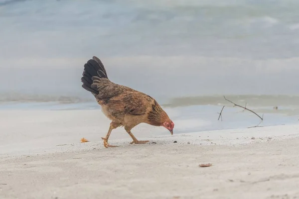 Una Gallina Pollo Caminando Playa Arena Guadalupe —  Fotos de Stock