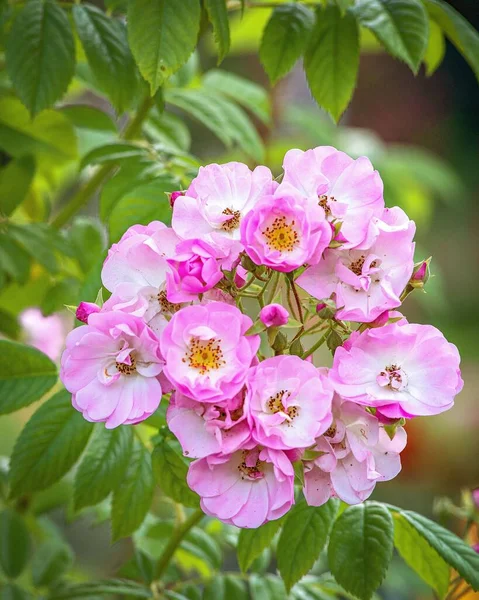 Μια Ρηχή Φωτογραφία Ροζ Λουλούδια Rosa Moschata Στον Κήπο — Φωτογραφία Αρχείου