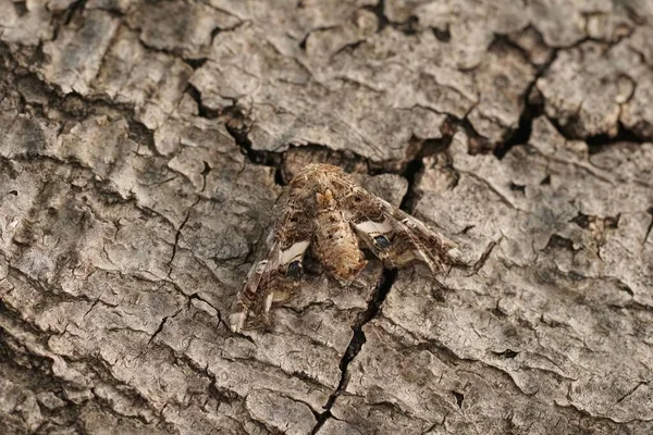 Primeros Planos Detallados Una Polilla Eutelia Adulatriz Mediterránea Sentada Sobre —  Fotos de Stock