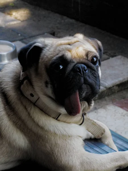 Close Vertical Pug Deitado Relaxante — Fotografia de Stock