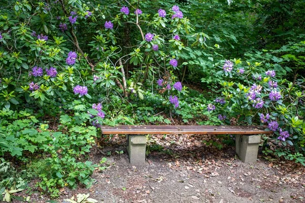 Скамейка Окружении Фиолетовых Цветов Рододендрона — стоковое фото