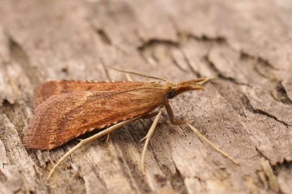 Detailed Closeup Brown Colroed Long Legged Tabby Moth Synaphe Punctalis — Stockfoto