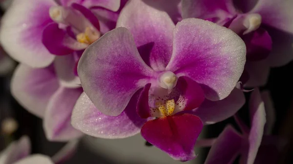 Closeup Shot Pink Doritaenopsis Orchid — Stock Photo, Image