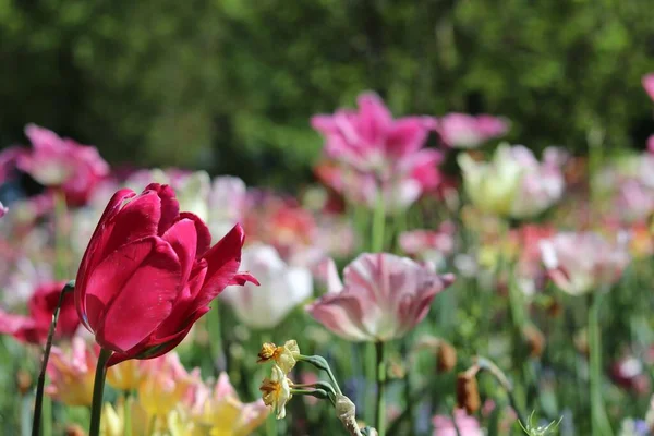 Eine Nahaufnahme Von Rosa Tulpen Die Einem Garten Wachsen — Stockfoto