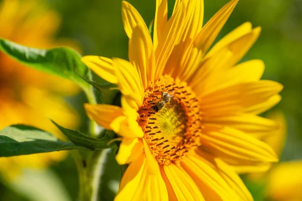 Tiro Close Uma Abelha Girassol Helianthus — Fotografia de Stock