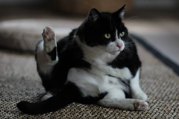 Крупним Планом Чорно Білий Біколорний Кіт Сидить Озираючись Вбік — стокове фото