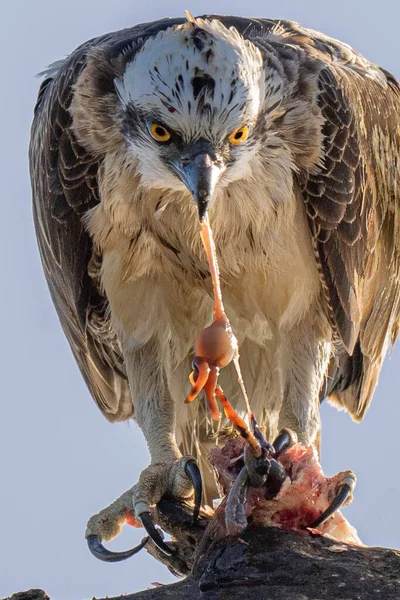 Dala Tüneyen Kahverengi Bir Kartal Pençelerinde Bir Balıkla — Stok fotoğraf