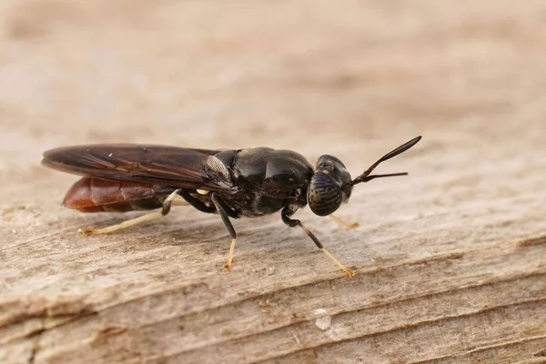 Detailed Closeup Cosmopolitian Species Black Soldier Fly Hermetia Illucens Sitting — Stock Photo, Image