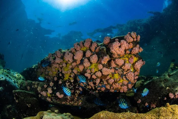 一种多彩的珊瑚 水面上有灯光 — 图库照片