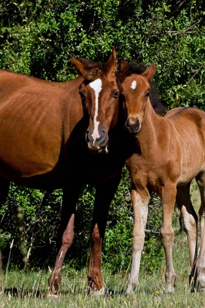 Cavalos Castanhos Apreciando Luz Sol Prado — Fotografia de Stock