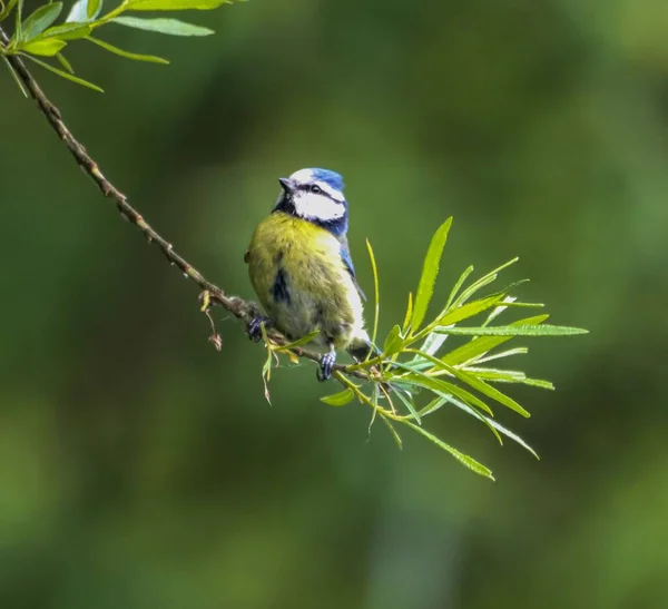 Blue Tit Perching Twig — Stock fotografie