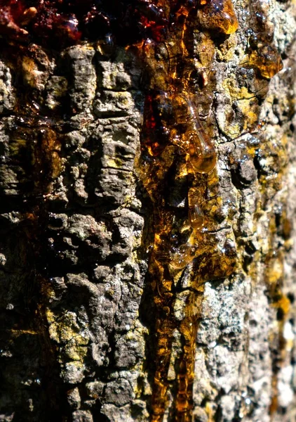 Goma Resina Del Corte Árbol —  Fotos de Stock