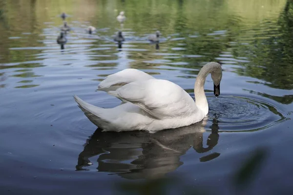 Belo Cisne Branco Nadando Uma Superfície Lago — Fotografia de Stock