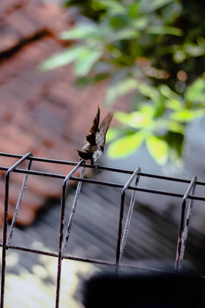 Tiro Close Pequeno Pássaro Por Trás Empoleirado Stander Metal — Fotografia de Stock