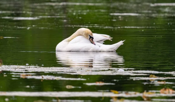 Gros Plan Cygne Muet Nageant Dans Eau — Photo