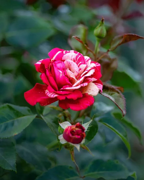 Płytkie Ognisko Ogród Róża Ciemnoróżowymi Białymi Płatkami — Zdjęcie stockowe