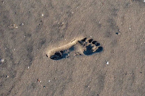 Ein Fußabdruck Sand — Stockfoto