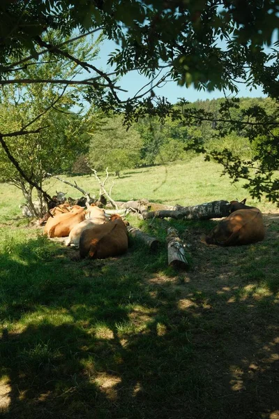 德国巴伐利亚Gmund Tegernsee的一棵树下 一头黄白相间的母牛躺在树阴下 — 图库照片