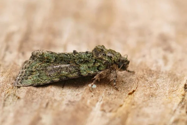 Detailed Closeup Mediterranean Tree Lichen Beauty Moth Cryphia Algae Sitting — Fotografia de Stock