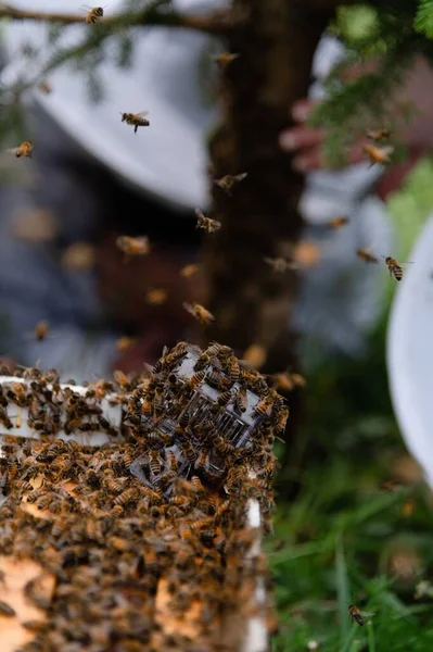 A swarm of honey bees move into a box and surround their queen who is in a queen clip